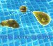 ameba come cerebros en la piscina