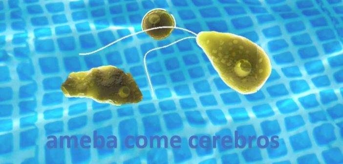 ameba come cerebros en la piscina